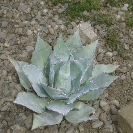 Nasiona Agawy Havarda - Agave Havardiana