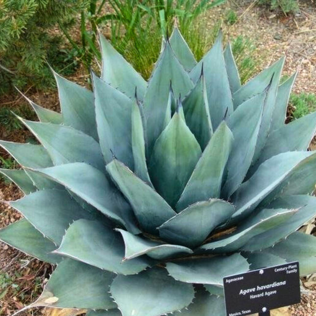 Nasiona Agawy Havarda - Agave Havardiana