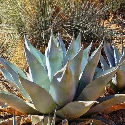 Nasiona Agawy Havarda - Agave Havardiana