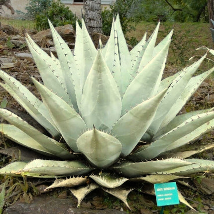 Nasiona Agawy Havarda - Agave Havardiana