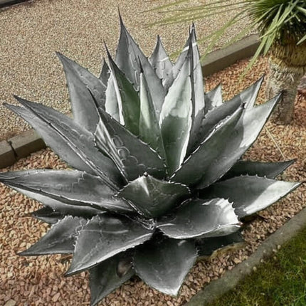 Nasiona Agawy Havarda - Agave Havardiana