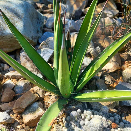 Nasiona Agawy Lechuguilla - Agave Lechuguilla