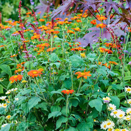 Nasiona Titoni Okrągłolistnej - Tithonia Rotundifolia
