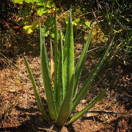 Nasiona Agawy Lechuguilla - Agave Lechuguilla