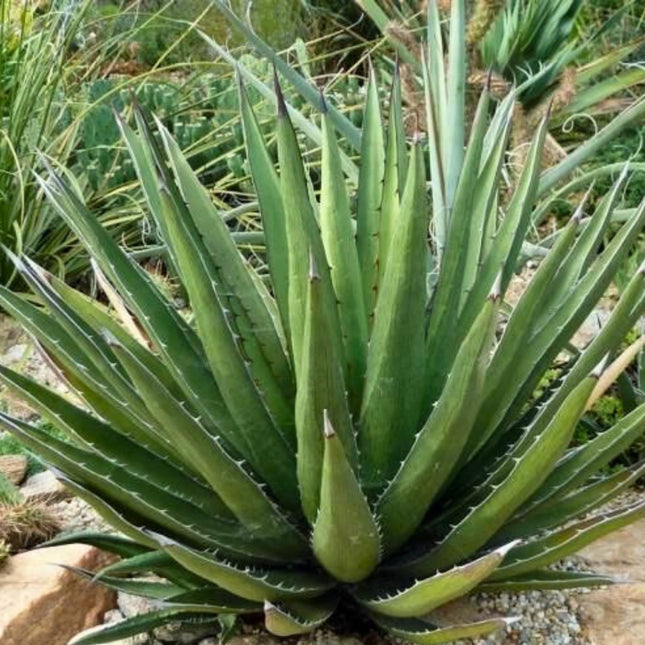 Nasiona Agawy Lechuguilla - Agave Lechuguilla