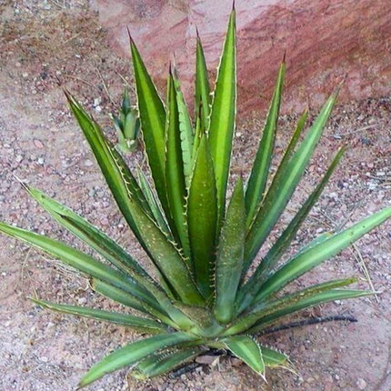 Nasiona Agawy Lechuguilla - Agave Lechuguilla