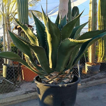 Nasiona Wielkiej Agawy - Agave Salmiana Ferox