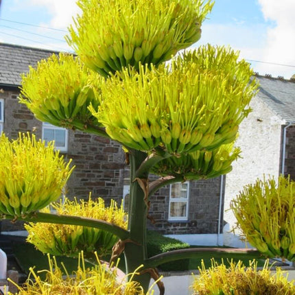 Nasiona Wielkiej Agawy - Agave Salmiana Ferox