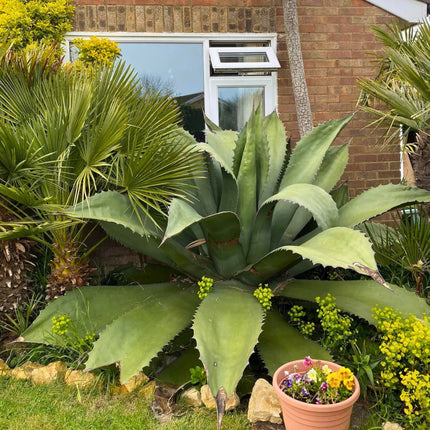 Nasiona Wielkiej Agawy - Agave Salmiana Ferox