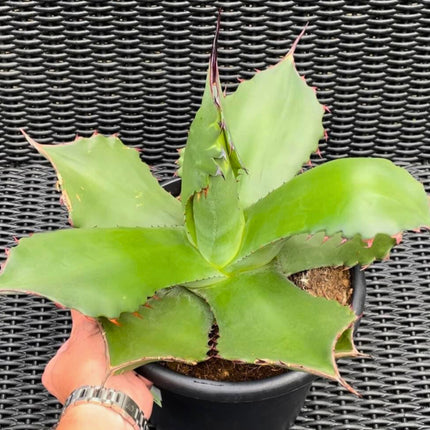 Nasiona Wielkiej Agawy - Agave Salmiana Ferox