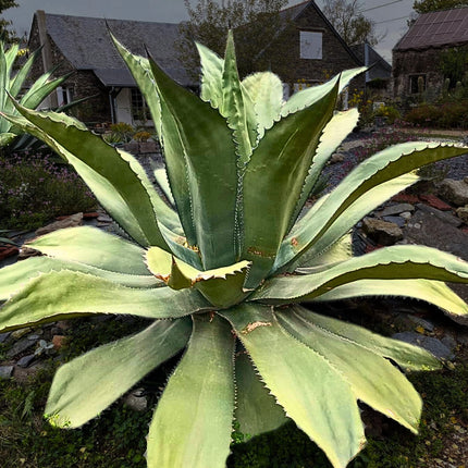 Nasiona Wielkiej Agawy - Agave Salmiana Ferox