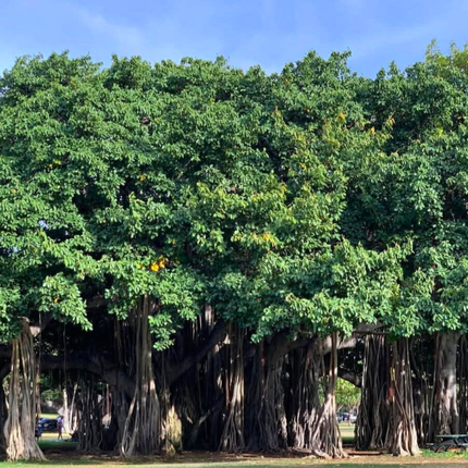 Nasiona Figowca Bengalskiego - Ficus Benghalensis