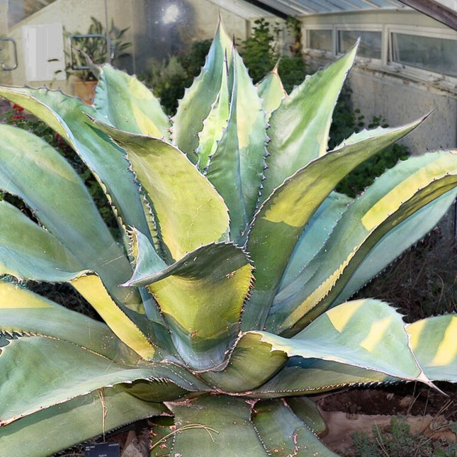 Nasiona Wielkiej Agawy - Agave Salmiana Ferox