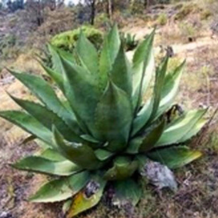 Nasiona Gigantycznej Agawy Salmiana - Agave Salmiana