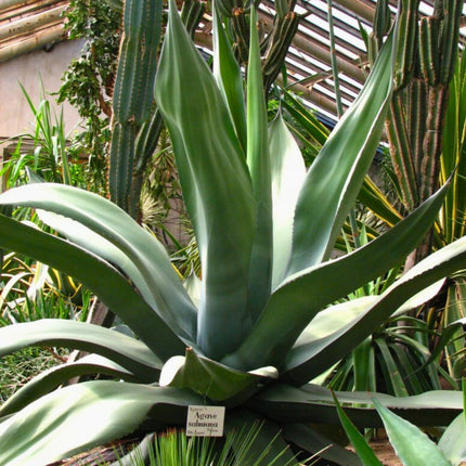 Nasiona Gigantycznej Agawy Salmiana - Agave Salmiana