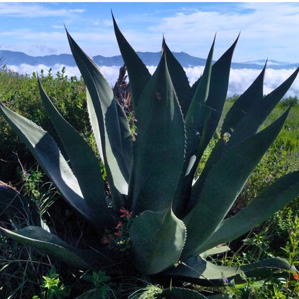 Nasiona Gigantycznej Agawy Salmiana - Agave Salmiana