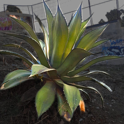Nasiona Gigantycznej Agawy Salmiana - Agave Salmiana