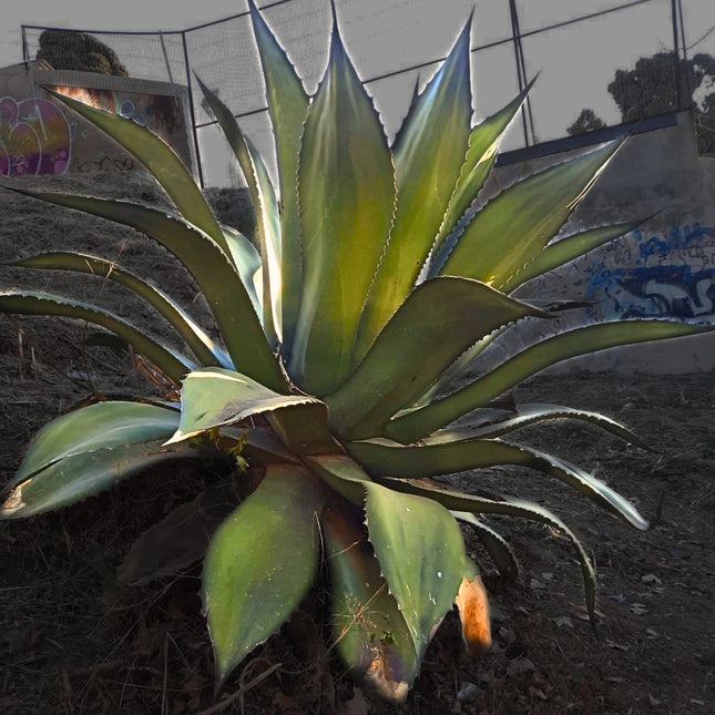 Nasiona Gigantycznej Agawy Salmiana - Agave Salmiana