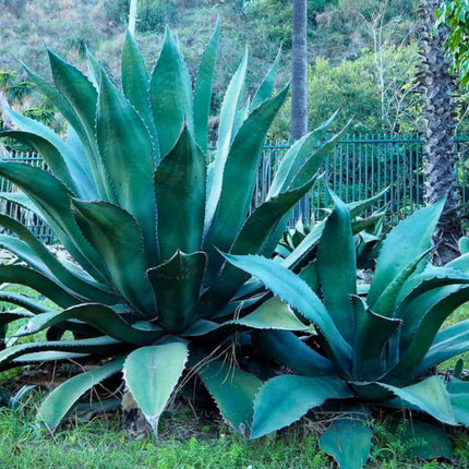Nasiona Gigantycznej Agawy Salmiana - Agave Salmiana