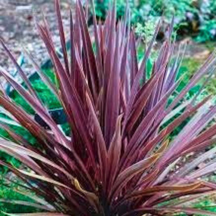 Nasiona Kordyliny Purpurowej - Cordyline Australis Purpurea