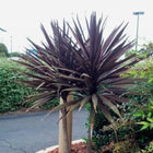 Nasiona Kordyliny Purpurowej (Cordyline australis purpurea)