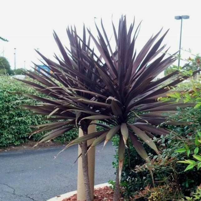 Nasiona Kordyliny Purpurowej - Cordyline Australis Purpurea