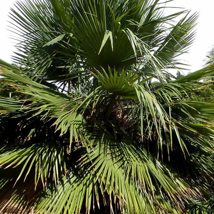 Nasiona Urugwajskiej Palmy Igłowej - Trithrinax Brasiliensis