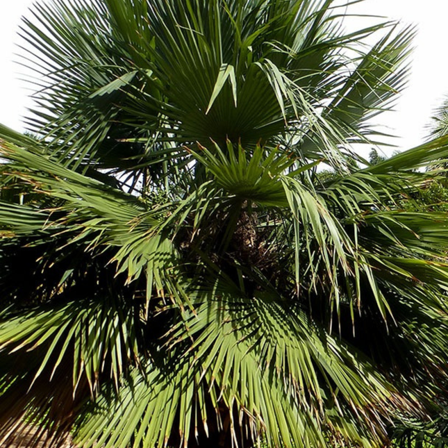Nasiona Urugwajskiej Palmy Igłowej - Trithrinax Brasiliensis