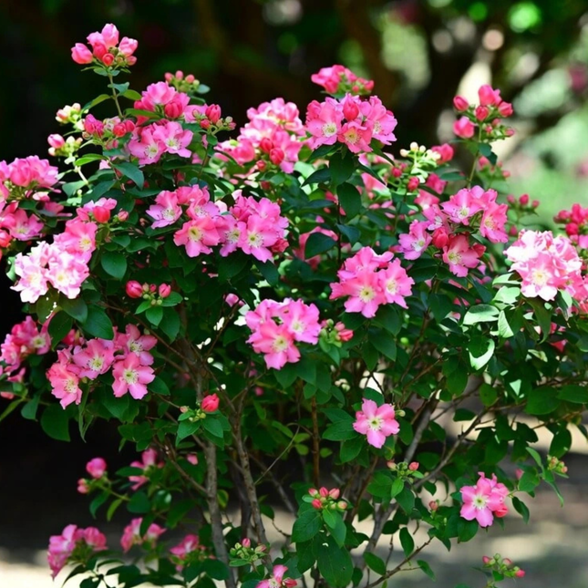 Nasiona Tajskiego Mirtu - Lagerstroemia Floribunda