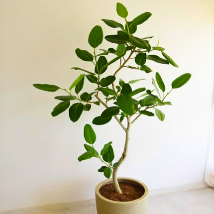 Nasiona Figowca Bengalskiego - Ficus Benghalensis