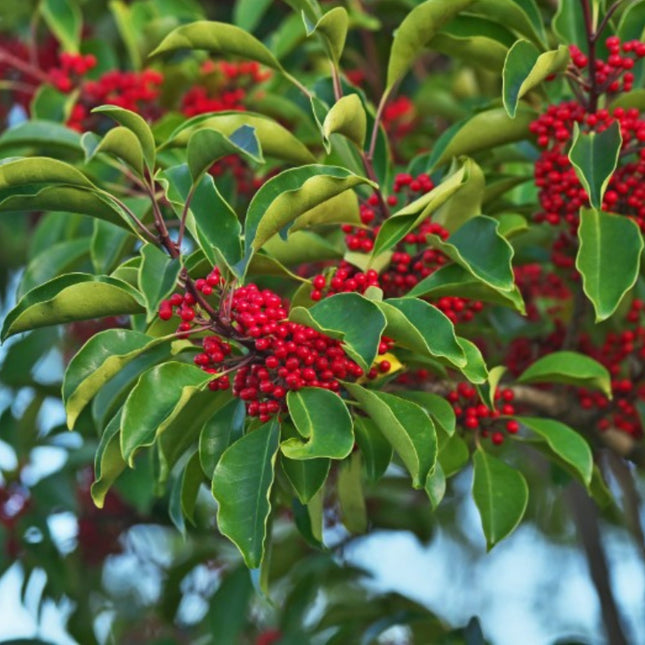 Nasiona Yerba Mate - Ilex Paraguariensis