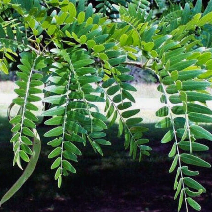 Nasiona Glediczji Trójcierniowej - Gleditsia Triacanthos