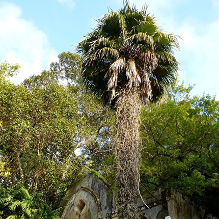 Nasiona Urugwajskiej Palmy Igłowej - Trithrinax Brasiliensis