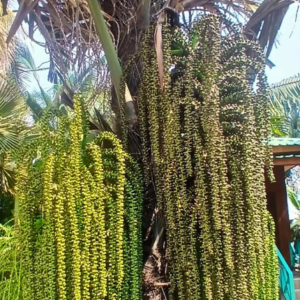 Nasiona Palmy Cukrowek Westerhouta - Arenga Westerhoutii﻿﻿