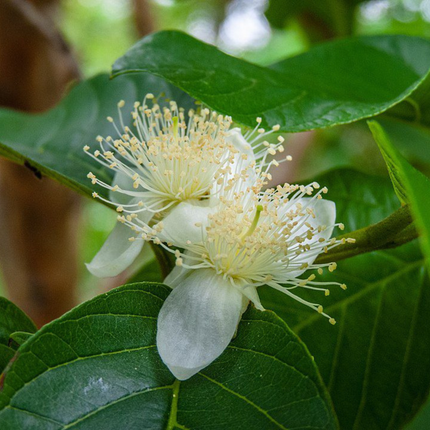 Sjemenke guave obične - Psidium Guajava