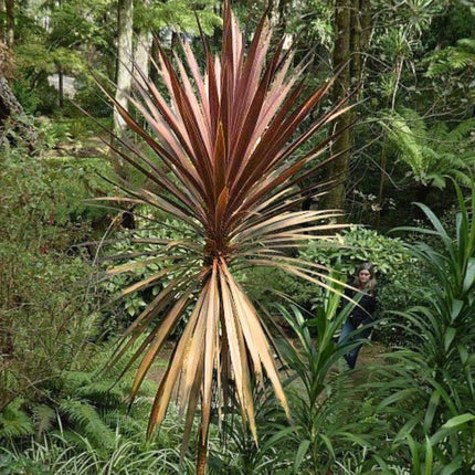 Nasiona Kordyliny Purpurowej - Cordyline Australis Purpurea