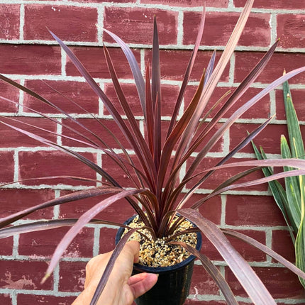 Nasiona Kordyliny Purpurowej - Cordyline Australis Purpurea