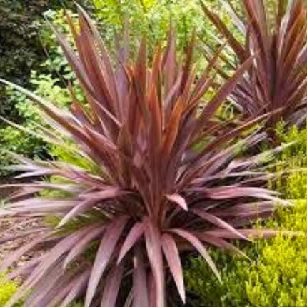 Nasiona Kordyliny Purpurowej - Cordyline Australis Purpurea