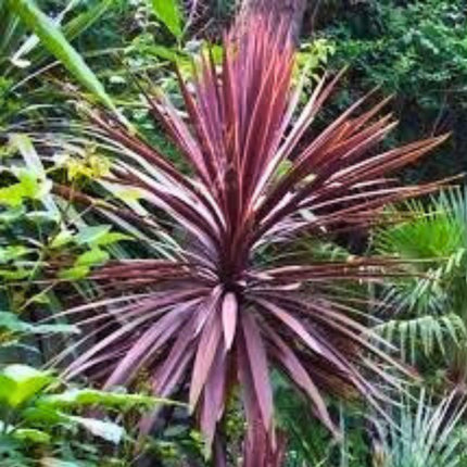 Nasiona Kordyliny Purpurowej - Cordyline Australis Purpurea