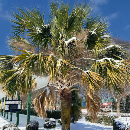 Nasiona Texas Palmetto - Sabal Mexicana