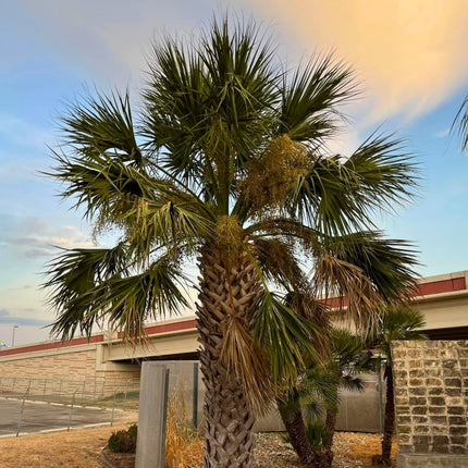 Nasiona Texas Palmetto - Sabal Mexicana