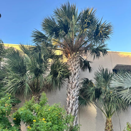 Nasiona Texas Palmetto - Sabal Mexicana