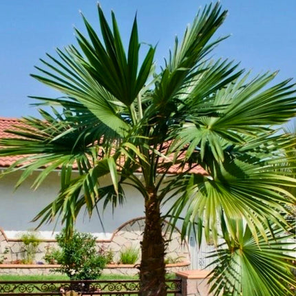 Nasiona Szorstkowca Latisectus - Trachycarpus Latisectus