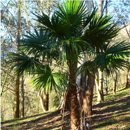 Nasiona Szorstkowca Latisectus - Trachycarpus Latisectus