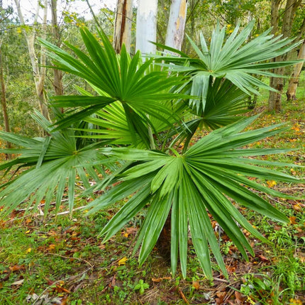 Nasiona Szorstkowca Latisectus - Trachycarpus Latisectus
