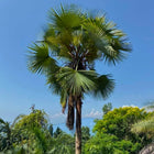 Nasiona Szorstkowca Latisectus (Trachycarpus latisectus)