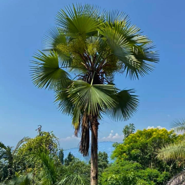 Nasiona Szorstkowca Latisectus - Trachycarpus Latisectus