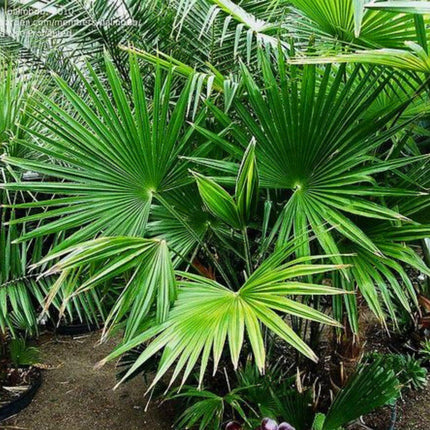 Nasiona Szorstkowca Latisectus - Trachycarpus Latisectus