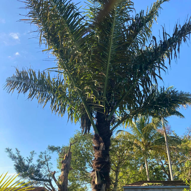 Nasiona Palmy Cukrowej - Arenga Pinnata
