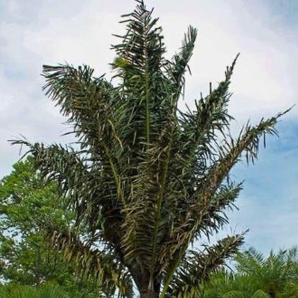 Nasiona Palmy Cukrowej - Arenga Pinnata